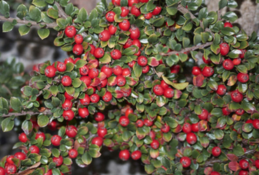 Cotoneaster apiculatus E.