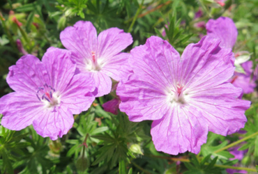 Geranium Sanguineum ’Max frei’.