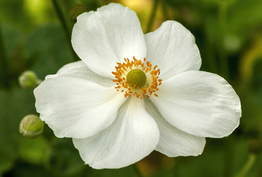 Anemone hybrida ’Honorine Jobert’.