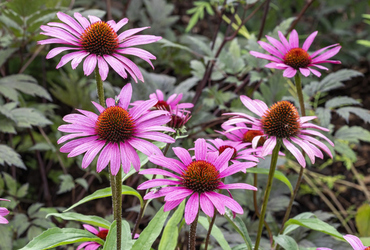 Echinacea purpurea ’Magnus’.