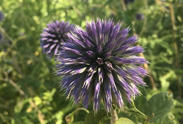 Echinops bannaticus ’Veitch blue’