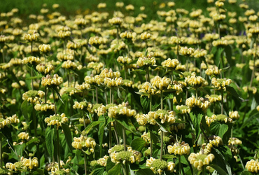 Phlomis russeliana.