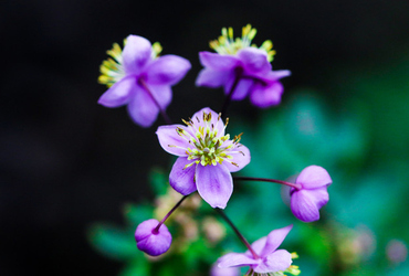 Thalictrum delavayi ’Splendid’