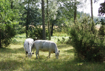 Vigelsjö Naturreservat med två vita kossor som betar i mitten av bilden.
