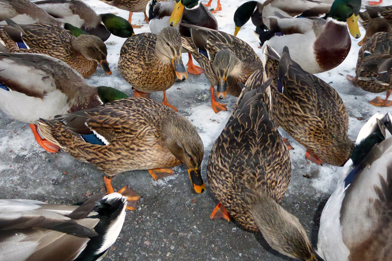 Ett tjugotal gräsänder, både hanar och honor står på en snötäckt mark