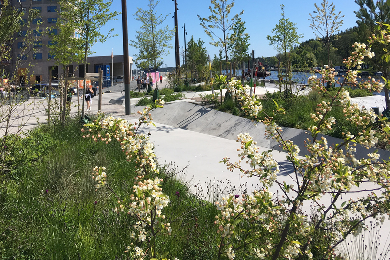 Blommor och träd i Norrtälje hamn maj 2020.