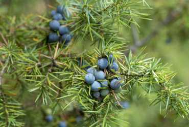 Juniperus Communis Hornibrookii.