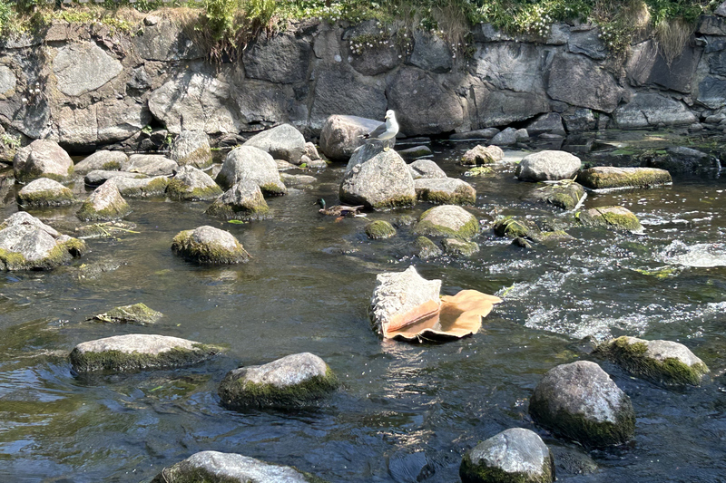 En snäcka ligger i vattnet i Norrtäljeån