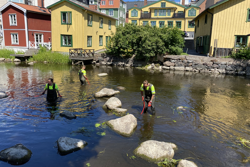 Arbetare som rensar Norrtäljeån från skräp, döda växtdelar och död ved i Norrtälje.