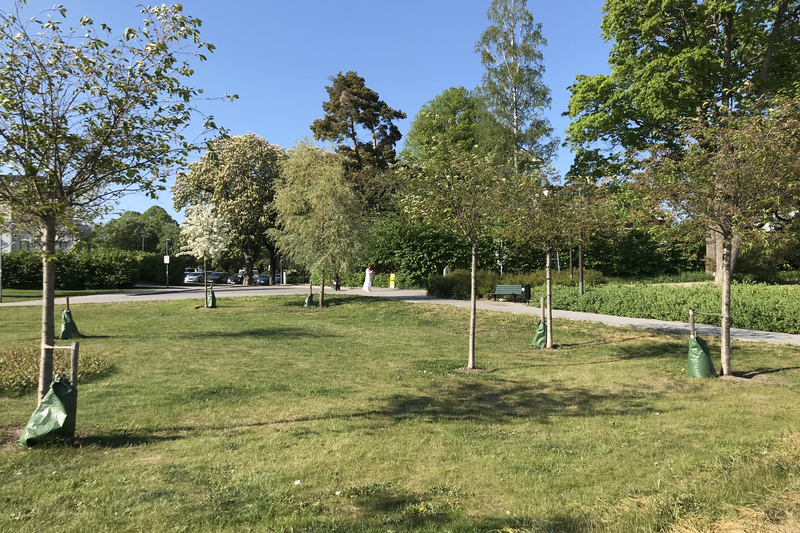 Kärleksparken i Norrtälje men parkbänkar och körsbärsträd.