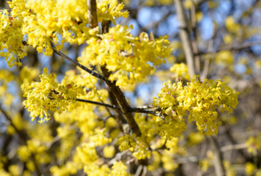 Bild på cornus mas.