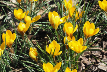 Bild på Crocus chrysanthus Goldilocks.