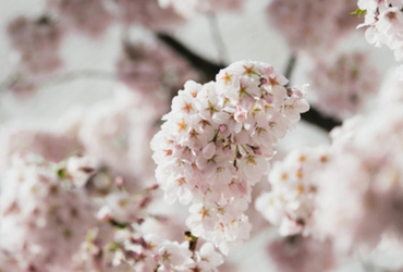 Bild på Prunus avium Plena.