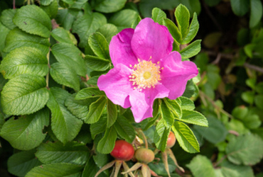 Bild på Rosa rugosa Fru Dagmar Hastrup.