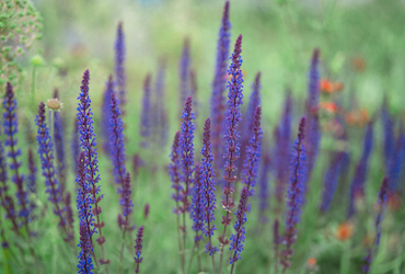 Salvia nemorosa ’Caradonna’.