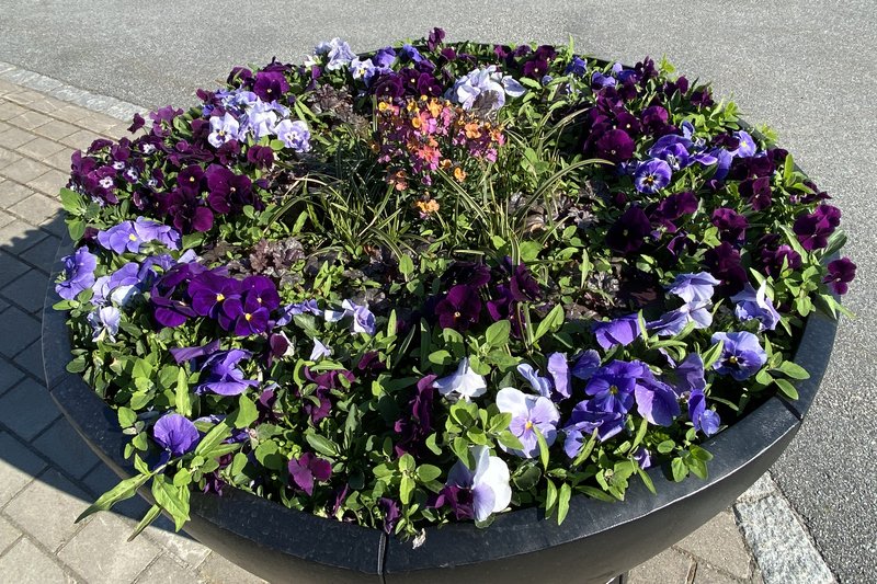 Vårblommor som är planterade i en urna. Blommorna finns i Norrtälje kommuns blomsterprogram.