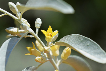 Eleagnus augustifolia.