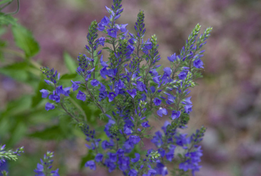 Bild på Veronica longifolia Marietta.