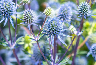 Bild på Eryngium alpinum.