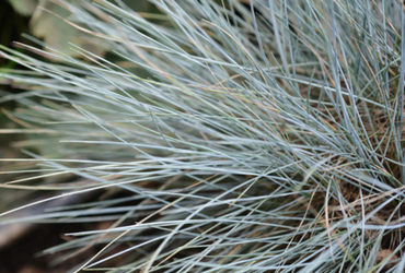 Bild på Festuca glauca Elijah Blue.