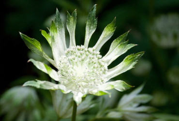 Bild på Astrantia major 'Madeleine'