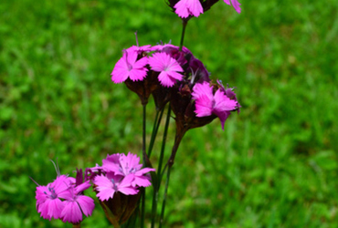 Bild på Dianthus carthusianorum