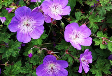 Bild på Geranium 'Rozanne'