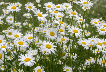 Bild på Leucanthemum vulgare