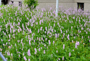 Bild på Sanguisorba officinalis