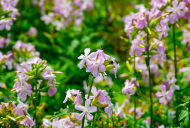 Bild på Saponaria officinalis 'Kvinnsgröta'